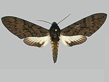 Manduca violaalba BMNHE273645 זכר up.jpg