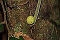 കമ്പകത്തിന്റെ തടിയിൽ Mangalorea hopeae എന്ന കീടമുണ്ടാക്കുന്ന ഗാൾ