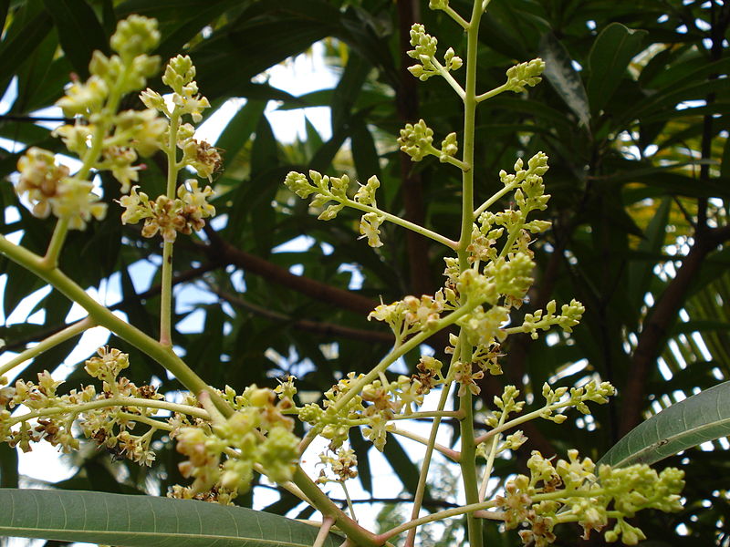 File:MangoFlowers.JPG