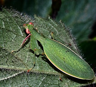 <span class="mw-page-title-main">Nanomantidae</span> Family of praying mantises