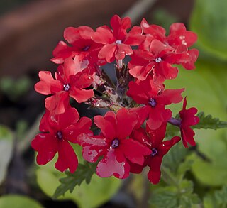 <i>Verbena peruviana</i> Species of plant in the genus Verbena