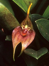 Masdevallia pachyantha Orchi 002.jpg