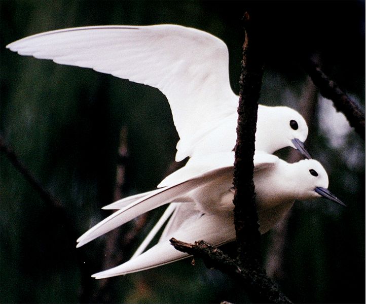 File:Mating Fairy terns.jpg