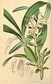 Camaridium ochroleucum (as syn. Camaridium ochroleucum) plate 4141 in: Curtis's Bot. Magazine (Orchidaceae), vol. 71, (1845)
