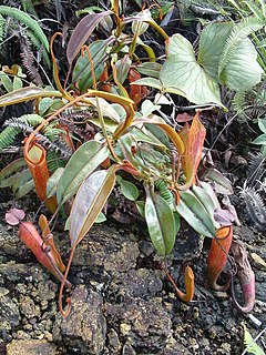 Kannenpflanzen (Nepenthes) bil
