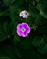 Meadow Geranium (Geranium pratense).jpg