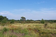 Heathland at the Hoge Kempen National Park Mechelse Hei 050806.JPG