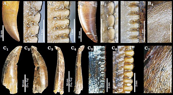 Sixth right maxillary tooth of Duriavenator (A 1–3) compared to teeth of other European megalosaurines