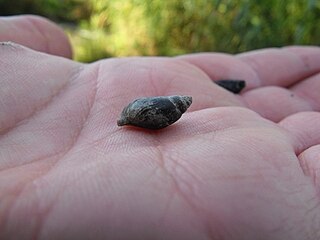 <i>Melanopsis etrusca</i> Species of gastropod