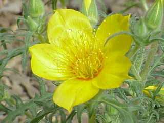 <i>Mentzelia lindleyi</i> Species of flowering plant