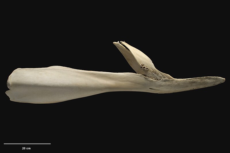 File:Mesoplodon layardii - jaw RL.jpg