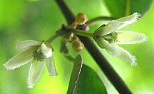 Metastelma schlechtendalii-flower.jpg