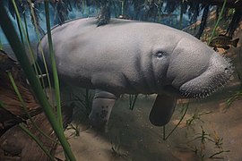 Milwaukee Public Museum April 2023 012 (The Southeast--Manatee at Blue Springs, Florida).jpg