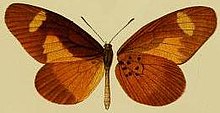 Mimacraea landbecki1.JPG