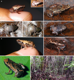 New staple-size frog from Madagascar is one of the tiniest ever