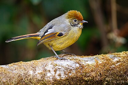 Minla strigula no Parque Nacional de Doi Inthanon, Chiang Mai, Tailândia (definição 1 280 × 854)