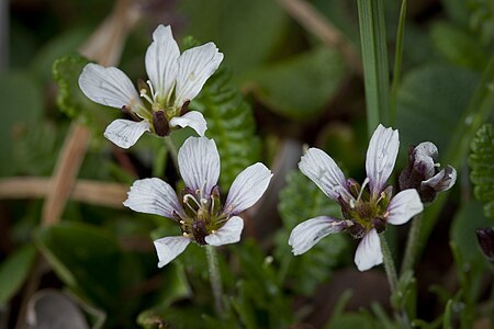 Cherleria arctica