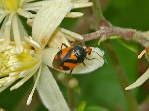 Deraeocoris chess