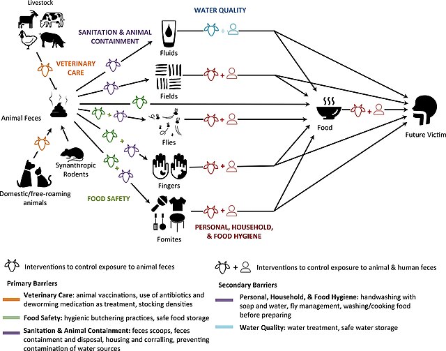 Modified F-diagram including interventions that can block human exposure to animal feces.