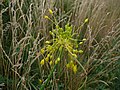 Cesnak žltý (Allium flavum)