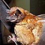 Thumbnail for Rufous dog-faced bat