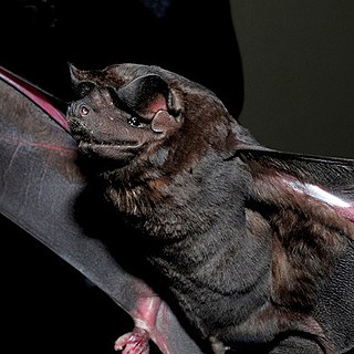 Black mastiff bat Species of bat