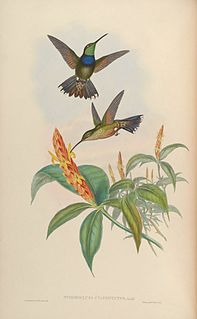 Violet-chested hummingbird