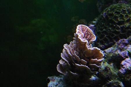 Tập_tin:Montipora_capricornis_2.JPG