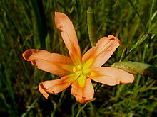 Moraea flaccida гүлі.JPG