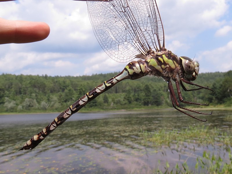 File:Mottled darner 10107122 aug 17 2015.jpg