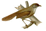 Thumbnail for Rufous-tailed babbler