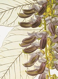 Mucuna pruriens RHS.jpeg