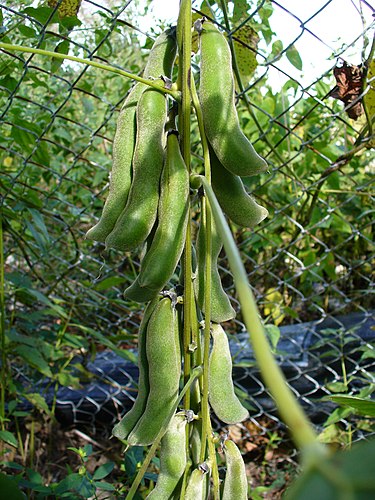 375px-Mucuna_pruriens_fruits.jpg