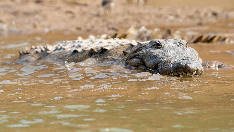 File:Mugger crocodile in muddy water (51910813327).jpg