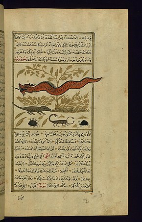 Dragon, lézard, scorpion et autres bestioles, d'après un manuscrit du XVIIIe siècle de l'encyclopédie de Al-Qazwini (1203-1283).