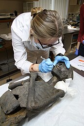 Jury prize: Photo of Ester Oras removing a tooth from a mummy in Art Museum of University of Tartu. The authenticity of the mummy was confirmed with radiocarbon dating and DNA profiling. (Mait Metspalu)