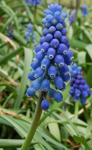 <span class="mw-page-title-main">Muscari</span> Genus of flowering plants in the family Asparagaceae