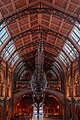 * Nomination Blue whale skeleton at the Central Hall of the Natural History Museum, London, England. --Poco a poco 07:13, 28 November 2023 (UTC) * Promotion  Support Good quality. --Ermell 08:56, 28 November 2023 (UTC)
