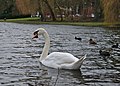 * Nomination Mute swan swimming along some eurasian coots and a mallard while looking at the shore of etang Tenreuken (Auderghem, Belgium, DSCF3013) --Trougnouf 12:56, 25 January 2018 (UTC) * Decline It may not have been tilted, but it sure looks that way; also background is noisy --Daniel Case 05:07, 31 January 2018 (UTC)  Comment I think the perspective is correct, I didn't change it in software and the vertical posts are vertical. I uploaded a new version with stronger denoising (using the bm3d algorithm) --Trougnouf 12:42, 31 January 2018 (UTC)