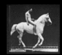Muybridge White Horse.gif