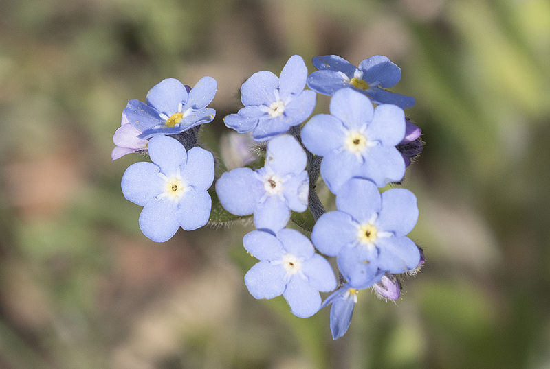 File:Myosotis - Forget-me-not 03.jpg