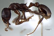 Myrmica elmesi.jpg