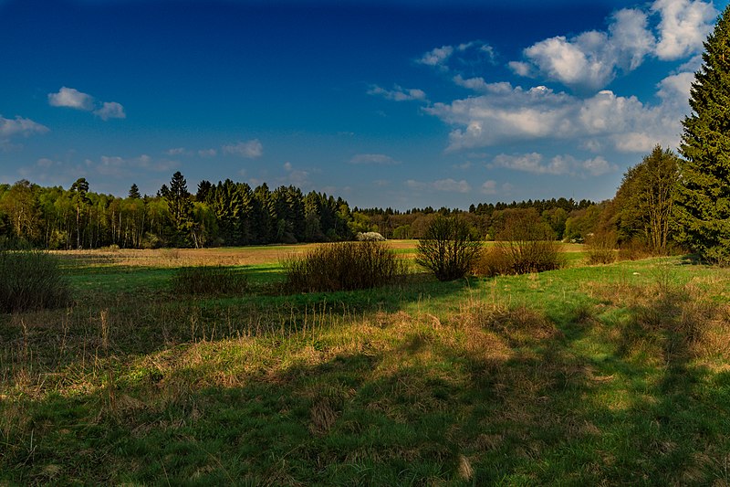 File:NSG Struth 2 Rheinland-Pfalz (Hunsrück).jpg