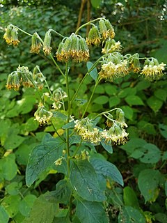 <i>Nabalus crepidineus</i> Species of flowering plant