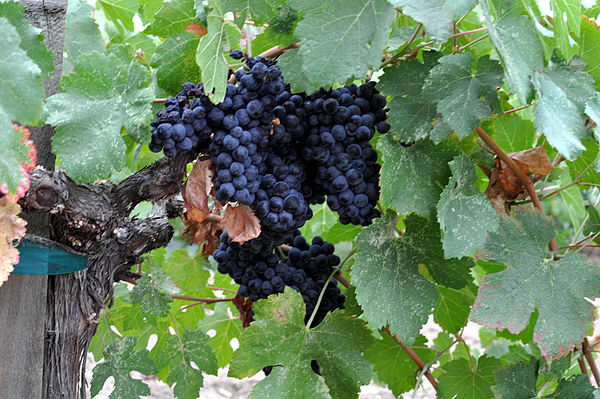 Grapes in a Napa Valley vineyard