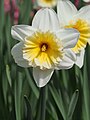 Narcissus 'Slim Whitman' Narcyz 'Slim Whitman', 2023-04-23