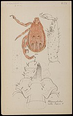 Vignette pour Rhipicephalus haemaphysaloides