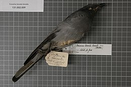 Naturalis Biodiversity Center - RMNH.AVES.123398 1 - Coracina larvata larvata (Muller, 1843) - Campephagidae - bird skin specimen.jpeg