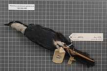 Centre de biodiversité Naturalis - RMNH.AVES.146882 2 - Ptilorrhoa caerulescens geislerorum (Meyer, 1892) - Turdidae - spécimen de peau d'oiseau.jpeg
