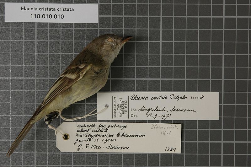 File:Naturalis Biodiversity Center - RMNH.AVES.72146 1 - Elaenia cristata cristata Pelzeln, 1868 - Tyrannidae - bird skin specimen.jpeg